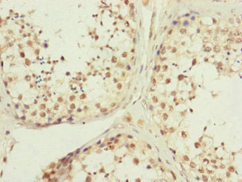 Immunohistochemistry of paraffin-embedded human testis tissue using KIAA0391 Antibody at dilution of 1:100