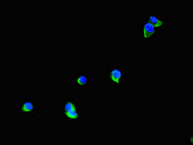 Immunofluorescent analysis of Hela cells using TTI1 Antibody at dilution of 1:100 and Alexa Fluor 488-congugated AffiniPure Goat Anti-Rabbit IgG(H+L)Rabbit anti-Human TTI1 Polyclonal Antibody