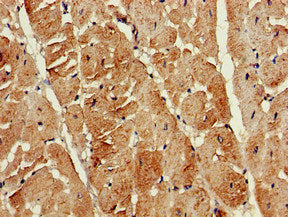 Immunohistochemistry of paraffin-embedded human heart tissue using the antibody at dilution of 1:100