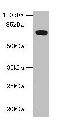 Western blot  | All lanes: FAM234B antibody at 6µg/ml + Human placenta tissue  | Secondary  | Goat polyclonal to rabbit IgG at 1/10000 dilution  | Predicted band size: 68 kDa  | Observed band size: 68 kDaRabbit anti-Human FAM234B Polyclonal Antibody