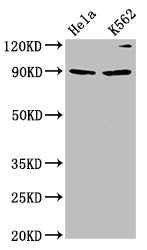 Western Blot  | Positive WB detected in: Hela whole cell lysate, K562 whole cell lysate  | All lanes: KIF3C antibody at 4.2µg/ml  | Secondary  | Goat polyclonal to rabbit IgG at 1/50000 dilution  | Predicted band size: 90 kDa  | Observed band size: 90 kDa
