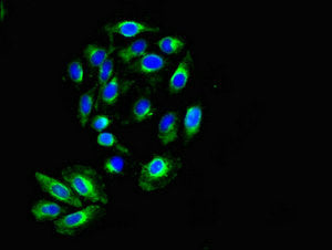 Immunofluorescent analysis of A549 cells using KIR2DS2 Antibody at dilution of 1:100 and Alexa Fluor 488-congugated AffiniPure Goat Anti-Rabbit IgG(H+L)