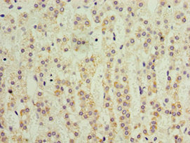 Immunohistochemistry of paraffin-embedded human adrenal gland tissue using KLF3 Antibody at dilution of 1:100