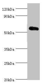 Western blot | All lanes: Krueppel-like factor 4 antibody at 5μg/ml + 293T whole cell lysate | Secondary | Goat polyclonal to rabbit IgG at 1/10000 dilution | Predicted band size: 55, 52, 46, 13, 7 kDa | Observed band size: 55 kDa
