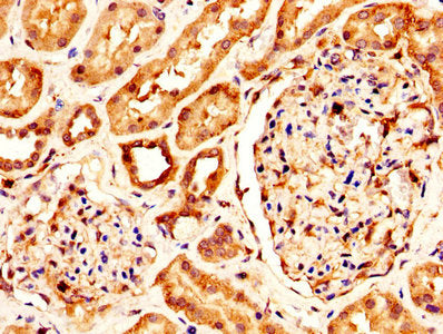 IHC image of KLK1 Antibody diluted at 1:300 and staining in paraffin-embedded human kidney tissue performed on a Leica BondTM system. After dewaxing and hydration, antigen retrieval was mediated by high pressure in a citrate buffer (pH 6.0). Section was blocked with 10% normal goat serum 30min at RT. Then primary antibody (1% BSA) was incubated at 4°C overnight. The primary is detected by a biotinylated secondary antibody and visualized using an HRP conjugated SP system.