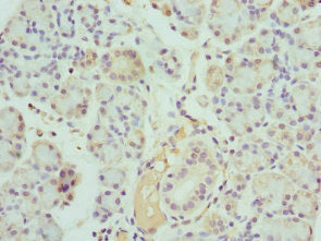 Immunohistochemistry of paraffin-embedded human pancreatic tissue using KLK10 Antibody at dilution of 1:100