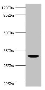 Western blot  | All lanes: KLK10 antibody at 1.48µg/ml + THP-1 whole cell lysate  | Secondary  | Goat polyclonal to rabbit IgG at 1/10000 dilution  | Predicted band size: 30 kDa  | Observed band size: 30 kDa