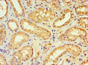Immunohistochemistry of paraffin-embedded human kidney tissue using KLRC1 Antibody at dilution of 1:100
