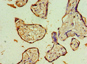 Immunohistochemistry of paraffin-embedded human placenta tissue using KLRC1 Antibody at dilution of 1:100