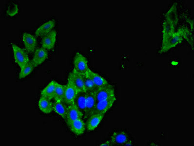 Immunofluorescent analysis of HepG2 cells using LAIR1 Antibody at dilution of 1:100 and Alexa Fluor 488-congugated AffiniPure Goat Anti-Rabbit IgG(H+L)