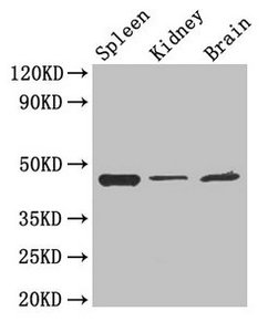 Western Blot  | Positive WB detected in: Mouse spleen tissue, Mouse kidney tissue, Mouse brain tissue  | All lanes: LAMP2 antibody at 4µg/ml  | Secondary  | Goat polyclonal to rabbit IgG at 1/50000 dilution  | Predicted band size: 45, 46 kDa  | Observed band size: 45 kDa