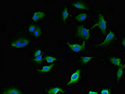 Immunofluorescent analysis of U251 cells using LANCL1 Antibody at dilution of 1:100 and Alexa Fluor 488-congugated AffiniPure Goat Anti-Rabbit IgG(H+L)