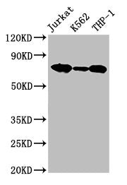 Western Blot  | Positive WB detected in: Jurkat whole cell lysate, K562 whole cell lysate, THP-1 whole cell lysate  | All lanes: LCP1 antibody at 2.6µg/ml  | Secondary  | Goat polyclonal to rabbit IgG at 1/50000 dilution  | Predicted band size: 71, 22 kDa  | Observed band size: 71 kDa