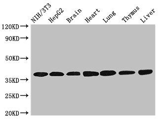 Western Blot | Positive WB detected in: NIH/3T3 whole cell lysate, HepG2 whole cell lysate, Mouse brain tissue, Mouse heart tissue, Mouse lung tissue, Mouse thymus tissue, Rat liver tissue | All lanes: LDHC antibody at 3.2μg/ml | Secondary | Goat polyclonal to rabbit IgG at 1/50000 dilution | Predicted band size: 37 kDa | Observed band size: 37 kDa