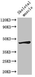 Western Blot | Positive WB detected in: Mouse skeletal muscle tissue | All lanes: LEF1 antibody at 2.7μg/ml | Secondary | Goat polyclonal to rabbit IgG at 1/50000 dilution | Predicted band size: 45, 36, 32, 24, 42, 43, 35 kDa | Observed band size: 45 kDa