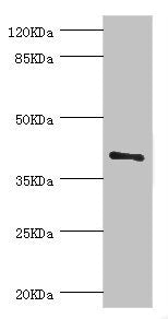 Western blot | All lanes: LEFTY2 antibody at 2μg/ml + A431 whole cell lysate | Secondary | Goat polyclonal to rabbit IgG at 1/10000 dilution | Predicted band size: 41, 38 kDa | Observed band size: 41 kDa