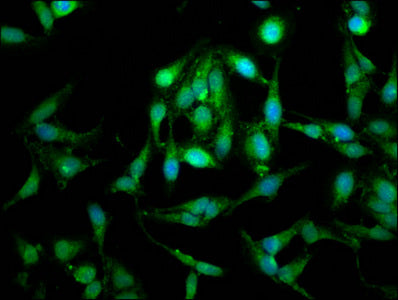 Immunofluorescence staining of Hela cells with LETM1 Antibody at 1:100, counter-stained with DAPI. The cells were fixed in 4% formaldehyde, permeabilized using 0.2% Triton X-100 and blocked in 10% normal Goat Serum. The cells were then incubated with the antibody overnight at 4°C. The secondary antibody was Alexa Fluor 488-congugated AffiniPure Goat Anti-Rabbit IgG(H+L).