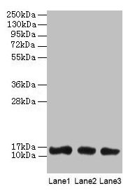 Western blot  | All lanes: LGALS1 antibody at 2µg/ml  | Lane 1: HL60 whole cell lysate  | Lane 2: NIH/3T3 whole cell lysate  | Lane 3: HepG2 whole cell lysate  | Secondary  | Goat polyclonal to rabbit IgG at 1/10000 dilution  | Predicted band size: 15 kDa  | Observed band size: 15 kDa