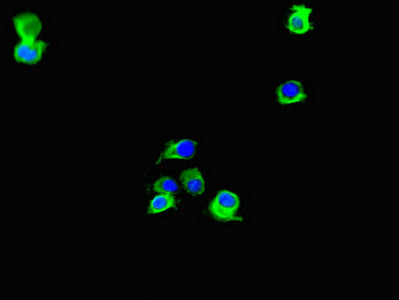Immunofluorescent analysis of Hela cells using LIG3 Antibody at dilution of 1:100 and Alexa Fluor 488-congugated AffiniPure Goat Anti-Rabbit IgG(H+L)