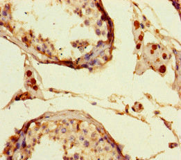 Immunohistochemistry of paraffin-embedded human testis tissue using the antibody at dilution of 1:100