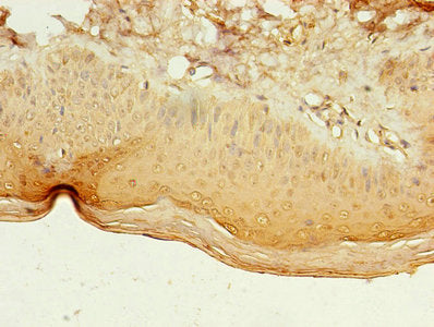 Immunohistochemistry of paraffin-embedded human skin tissue using the antibody at dilution of 1:100