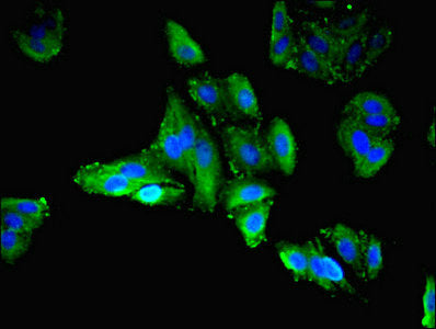 Immunofluorescent analysis of HepG2 cells using LIMS3 Antibody at dilution of 1:100 and Alexa Fluor 488-congugated AffiniPure Goat Anti-Rabbit IgG(H+L)