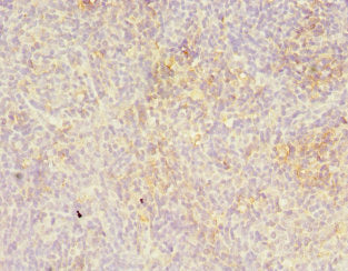 Immunohistochemistry of paraffin-embedded human thymus tissue using LITAF Antibody at dilution of 1:100