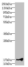 Western blot | All lanes: LITAFantibody at 1.91μg/ml + Hela whole cell lysate | Secondary | Goat polyclonal to rabbit IgG at 1/10000 dilution | Predicted band size: 18, 24, 16 kDa | Observed band size: 18 kDa