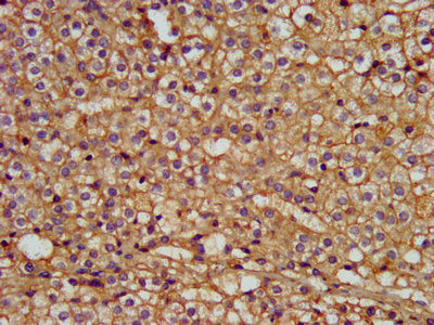 IHC image of LMAN1 Antibody diluted at 1:300 and staining in paraffin-embedded human adrenal gland tissue performed on a Leica BondTM system. After dewaxing and hydration, antigen retrieval was mediated by high pressure in a citrate buffer (pH 6.0). Section was blocked with 10% normal goat serum 30min at RT. Then primary antibody (1% BSA) was incubated at 4°C overnight. The primary is detected by a biotinylated secondary antibody and visualized using an HRP conjugated SP system.