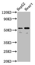 Western Blot  | Positive WB detected in: HepG2 whole cell lysate, Mouse heart tissue  | All lanes: LMAN1 antibody at 5.3µg/ml  | Secondary  | Goat polyclonal to rabbit IgG at 1/50000 dilution  | Predicted band size: 58 kDa  | Observed band size: 58 kDa