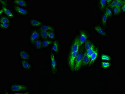 Immunofluorescent analysis of HepG2 cells using LPAR4 Antibody at dilution of 1:100 and Alexa Fluor 488-congugated AffiniPure Goat Anti-Rabbit IgG(H+L)