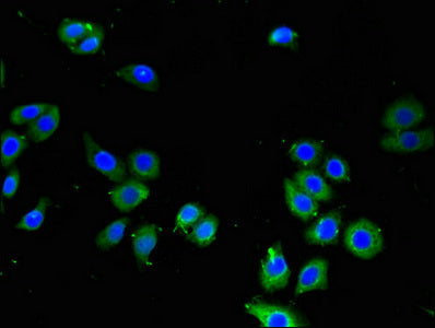 Immunofluorescent analysis of PC-3 cells using LPXN Antibody at dilution of 1:100 and Alexa Fluor 488-congugated AffiniPure Goat Anti-Rabbit IgG(H+L)