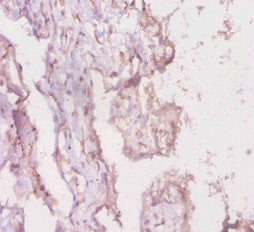 Immunohistochemistry of paraffin-embedded human placenta tissue using the antibody at dilution of 1:20