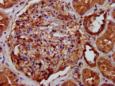 IHC image of LRPPRC Antibody diluted at 1:400 and staining in paraffin-embedded human kidney tissue performed on a Leica BondTM system. After dewaxing and hydration, antigen retrieval was mediated by high pressure in a citrate buffer (pH 6.0). Section was blocked with 10% normal goat serum 30min at RT. Then primary antibody (1% BSA) was incubated at 4°C overnight. The primary is detected by a biotinylated secondary antibody and visualized using an HRP conjugated SP system.