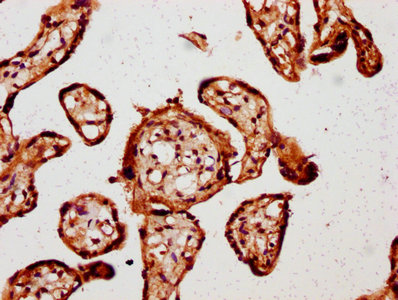 IHC image of CSNK1E Antibody diluted at 1:800 and staining in paraffin-embedded human placenta tissue performed on a Leica BondTM system. After dewaxing and hydration, antigen retrieval was mediated by high pressure in a citrate buffer (pH 6.0). Section was blocked with 10% normal goat serum 30min at RT. Then primary antibody (1% BSA) was incubated at 4°C overnight. The primary is detected by a biotinylated secondary antibody and visualized using an HRP conjugated SP system.Rabbit anti-Human CSNK1E Polyclonal Antibody