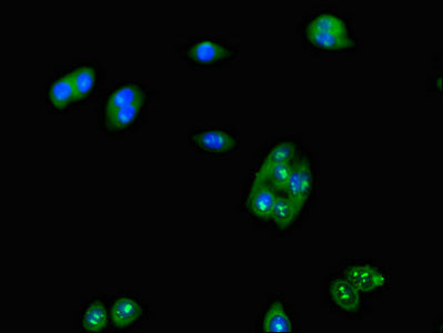 Immunofluorescent analysis of HepG2 cells using LUZP2 Antibody at dilution of 1:100 and Alexa Fluor 488-congugated AffiniPure Goat Anti-Rabbit IgG(H+L)