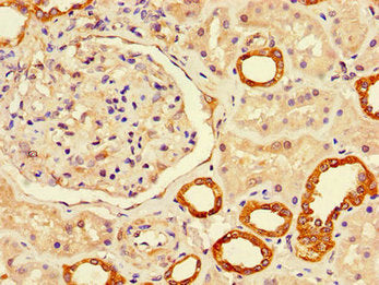 Immunohistochemistry of paraffin-embedded human kidney tissue using LUZP2 Antibody at dilution of 1:100