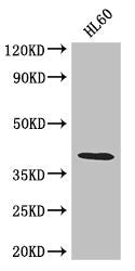 Western Blot  | Positive WB detected in: HL60 whole cell lysate  | All lanes: LUZP2 antibody at 2.6µg/ml  | Secondary  | Goat polyclonal to rabbit IgG at 1/50000 dilution  | Predicted band size: 39, 19, 16, 29 kDa  | Observed band size: 39 kDa