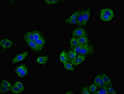 Immunofluorescent analysis of HepG2 cells using LY6H Antibody at dilution of 1:100 and Alexa Fluor 488-congugated AffiniPure Goat Anti-Rabbit IgG(H+L)