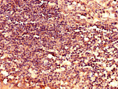 Immunohistochemistry analysis of human tonsil tissue using LY6H Antibody at dilution of 1:100