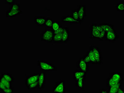 Immunofluorescent analysis of HepG2 cells using PLIN3 Antibody at dilution of 1:100 and Alexa Fluor 488-congugated AffiniPure Goat Anti-Rabbit IgG(H+L)Rabbit anti-Human PLIN3 Polyclonal Antibody