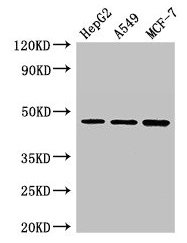 Western Blot  | Positive WB detected in: HepG2 whole cell lysate, A549 whole cell lysate, MCF-7 whole cell lysate  | All lanes: MAEA antibody at 3µg/ml  | Secondary  | Goat polyclonal to rabbit IgG at 1/50000 dilution  | Predicted band size: 46, 41, 37, 27 kDa  | Observed band size: 46 kDa
