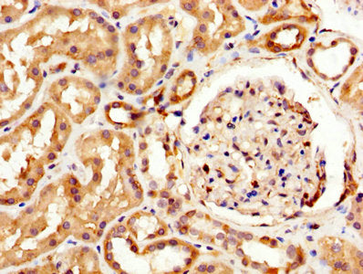 IHC image of MAG Antibody diluted at 1:600 and staining in paraffin-embedded human kidney tissue performed on a Leica BondTM system. After dewaxing and hydration, antigen retrieval was mediated by high pressure in a citrate buffer (pH 6.0). Section was blocked with 10% normal goat serum 30min at RT. Then primary antibody (1% BSA) was incubated at 4°C overnight. The primary is detected by a biotinylated secondary antibody and visualized using an HRP conjugated SP system.