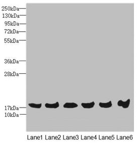 Western blot | All lanes: MAGOH antibody at 4.69μg/ml | Lane 1: Mouse kidney tissue | Lane 2: A431 whole cell lysate | Lane 3: Jurkat whole cell lysate | Lane 4: Raji whole cell lysate | Lane 5: K562 whole cell lysate | Lane 6: Hela whole cell lysate | Secondary | Goat polyclonal to rabbit IgG at 1/10000 dilution | Predicted band size: 18, 13 kDa | Observed band size: 18 kDa