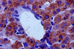 Immunohistochemistry of paraffin-embedded mouse liver tissue using MAOB Antibody at dilution of 1:50