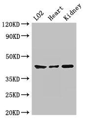 Western Blot | Positive WB detected in: LO2 whole cell lysate, Mouse heart tissue, Mouse kidney tissue | All lanes: MAP2K1 antibody at 2μg/ml | Secondary | Goat polyclonal to rabbit IgG at 1/50000 dilution | Predicted band size: 44, 41 kDa | Observed band size: 44 kDa