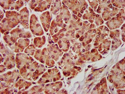 IHC image of MAPK1 Antibody diluted at 1:600 and staining in paraffin-embedded human pancreatic tissue performed on a Leica BondTM system. After dewaxing and hydration, antigen retrieval was mediated by high pressure in a citrate buffer (pH 6.0). Section was blocked with 10% normal goat serum 30min at RT. Then primary antibody (1% BSA) was incubated at 4°C overnight. The primary is detected by a biotinylated secondary antibody and visualized using an HRP conjugated SP system.