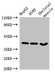 Western Blot  | Positive WB detected in: HepG2 whole cell lysate, A549 whole cell lysate, Mouse skeletal muscle tissue  | All lanes: MAPK12 antibody at 2.7µg/ml  | Secondary  | Goat polyclonal to rabbit IgG at 1/50000 dilution  | Predicted band size: 42, 41 kDa  | Observed band size: 42 kDa