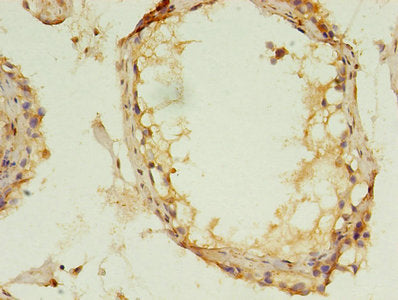 Immunohistochemistry of paraffin-embedded human testis tissue using MAPK13 Antibody at dilution of 1:100