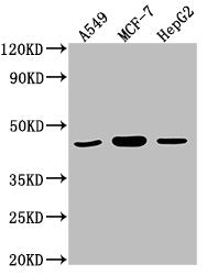 Western Blot  | Positive WB detected in: A549 whole cell lysate, MCF-7 whole cell lysate, HepG2 whole cell lysate  | All lanes: MAPK14 antibody at 1:2000  | Secondary  | Goat polyclonal to rabbit IgG at 1/50000 dilution  | Predicted band size: 42, 35, 36, 30 kDa  | Observed band size: 42 kDa